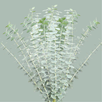 Eucalyptus - Eucalyptus - Baby Blue