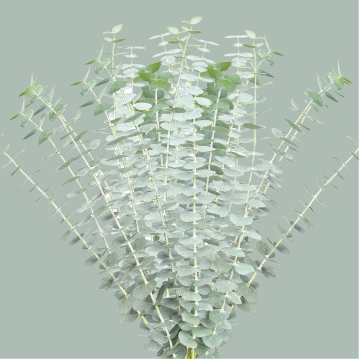 Eucalyptus - Eucalyptus - Baby Blue