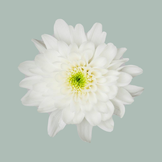 Chrysanthemum Spray Euro White (20 Stems)
