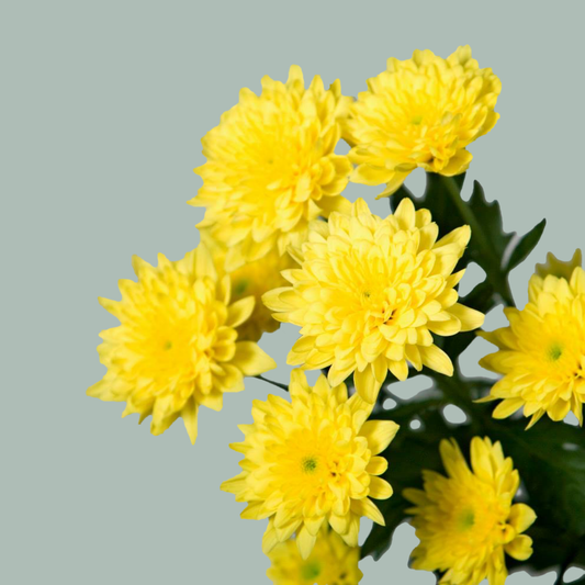 Chrysanthemum Euro Sunny (20 Stems)
