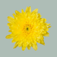Chrysanthemum Spray Euro Sunny (20 Stems)