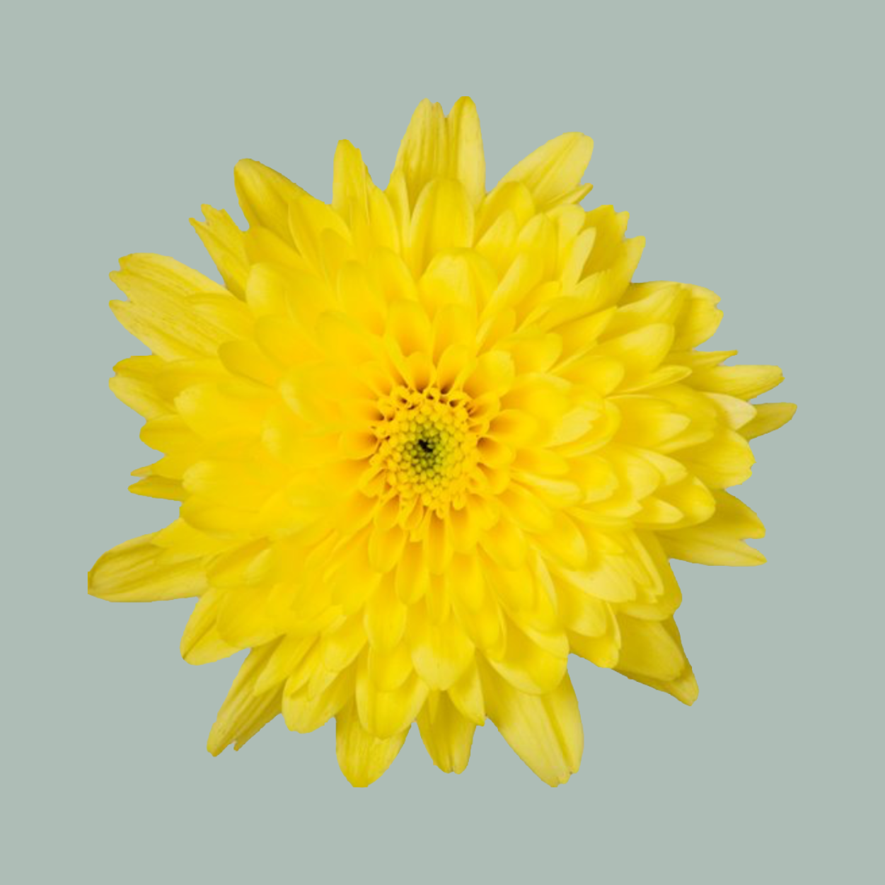 Chrysanthemum Spray Euro Sunny (20 Stems)