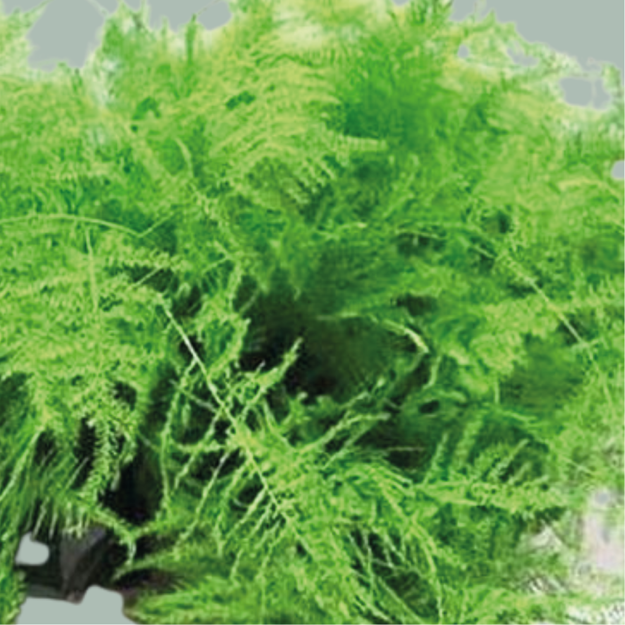 Asparagus - Asparagus - setaceus
