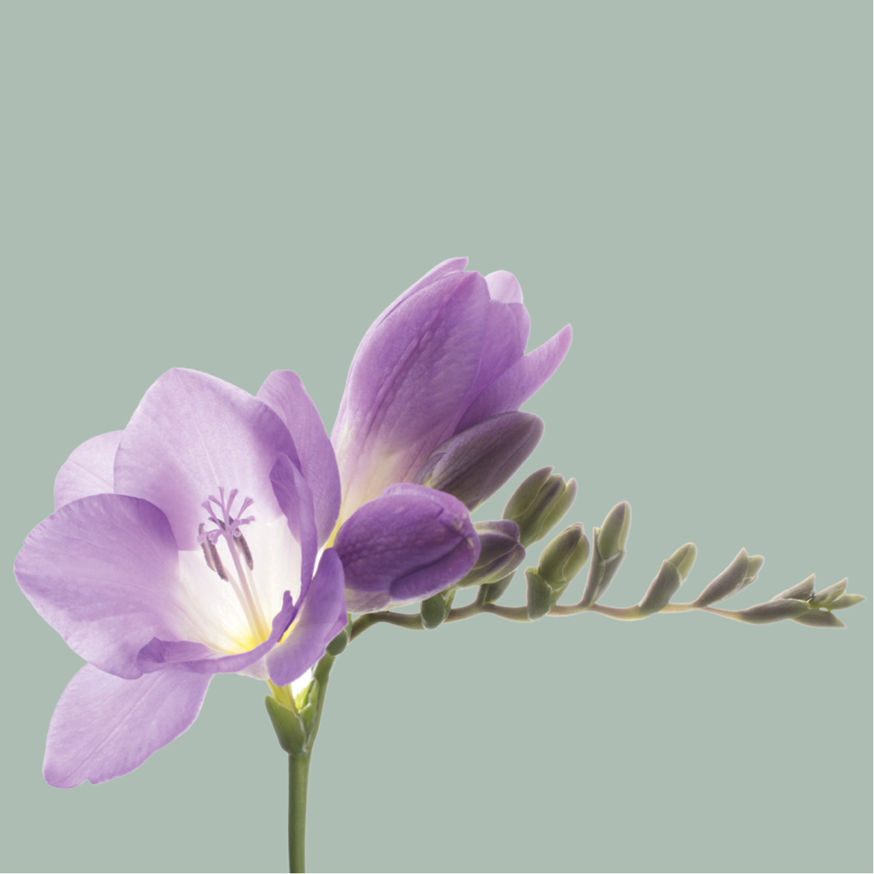 Freesia - Freesia - Delta River