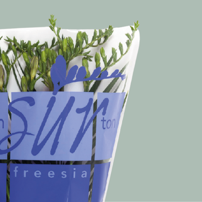 Freesia Ton sur Ton Mix