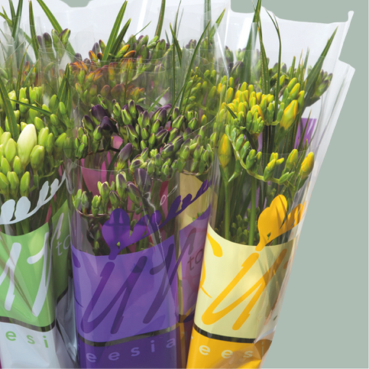 Freesia Ton sur Ton Mix