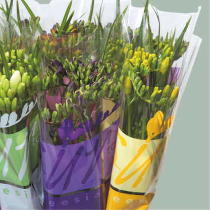 Freesia Ton sur Ton Mix