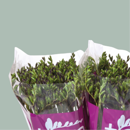 Freesia Monaco (50 Stems)