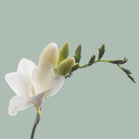 Freesia Ambiance (50 Stems)