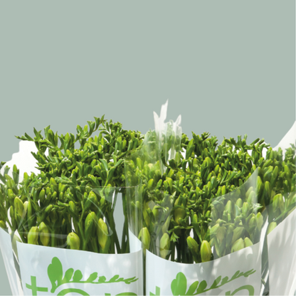 Freesia Ambiance (50 Stems)