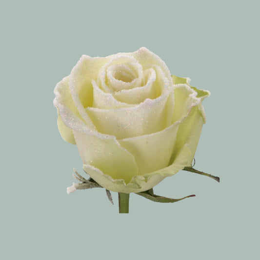 Rose Frost Athena (20 Stems)