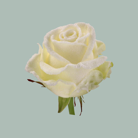 Rose Frost Avalanche (20 Stems)