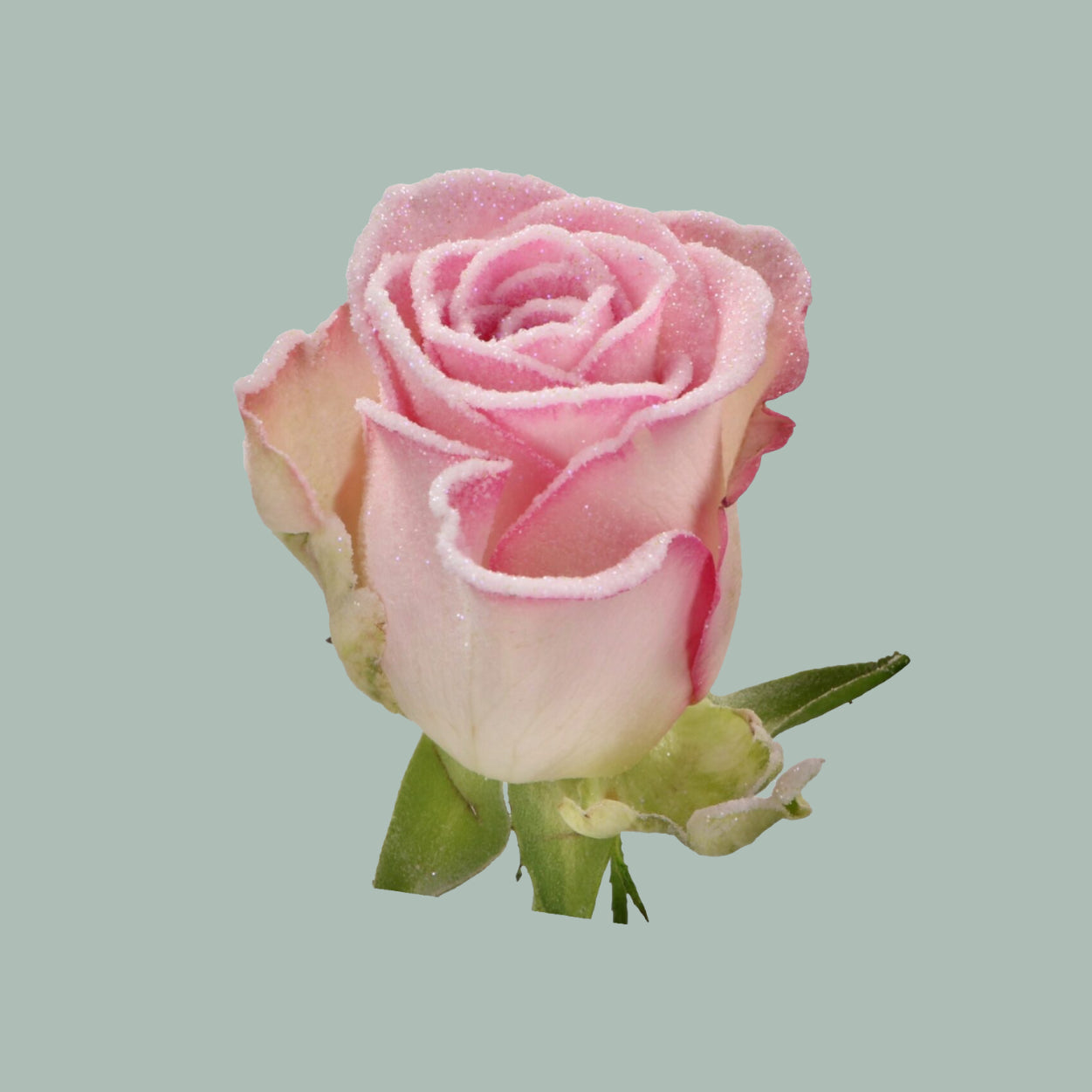 Rose Frost Lovely Jewel (20 Stems)