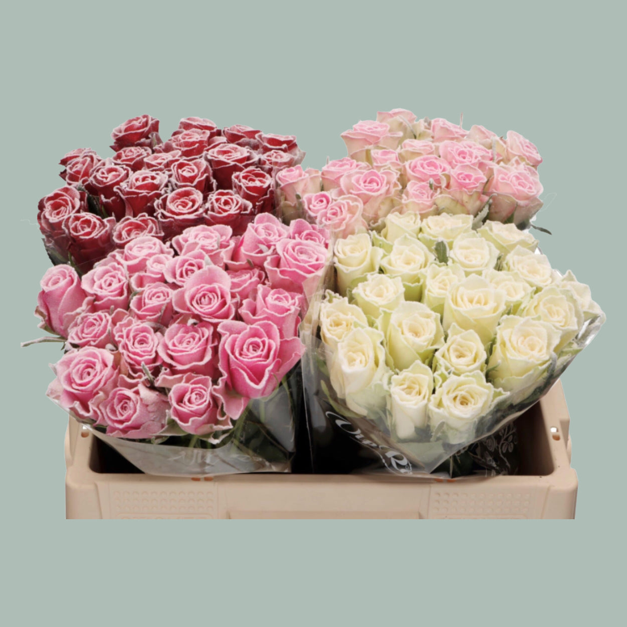Rose Frost Mixed (80 Stems)