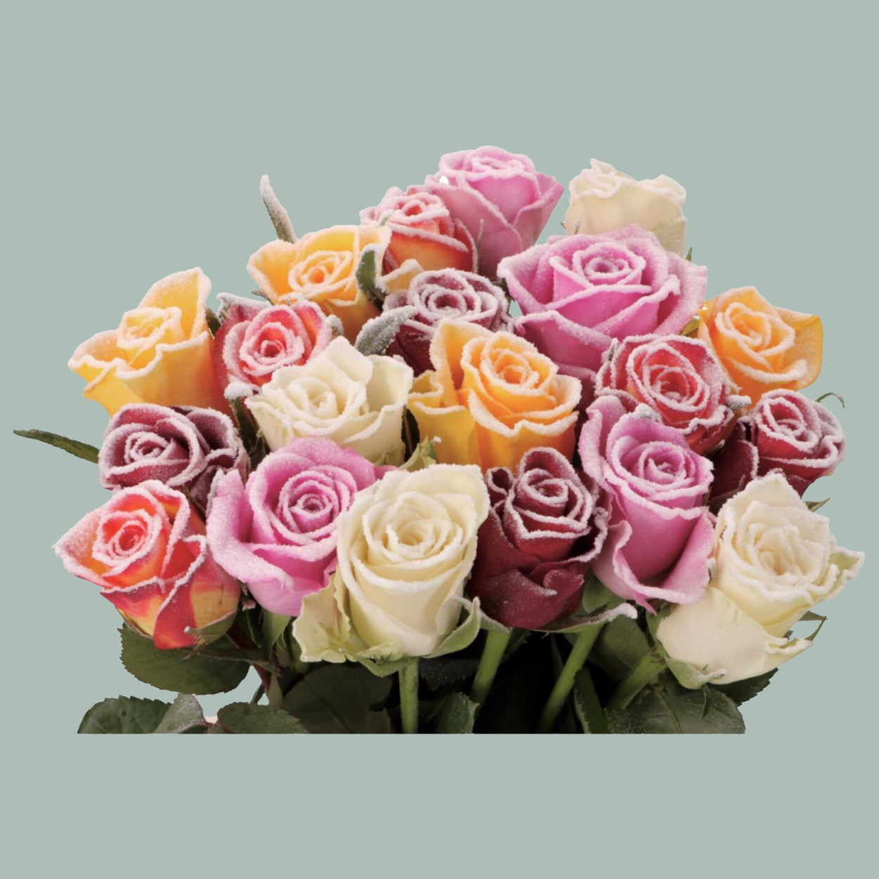 Rose Frost Mix In Bunch (20 Stems)