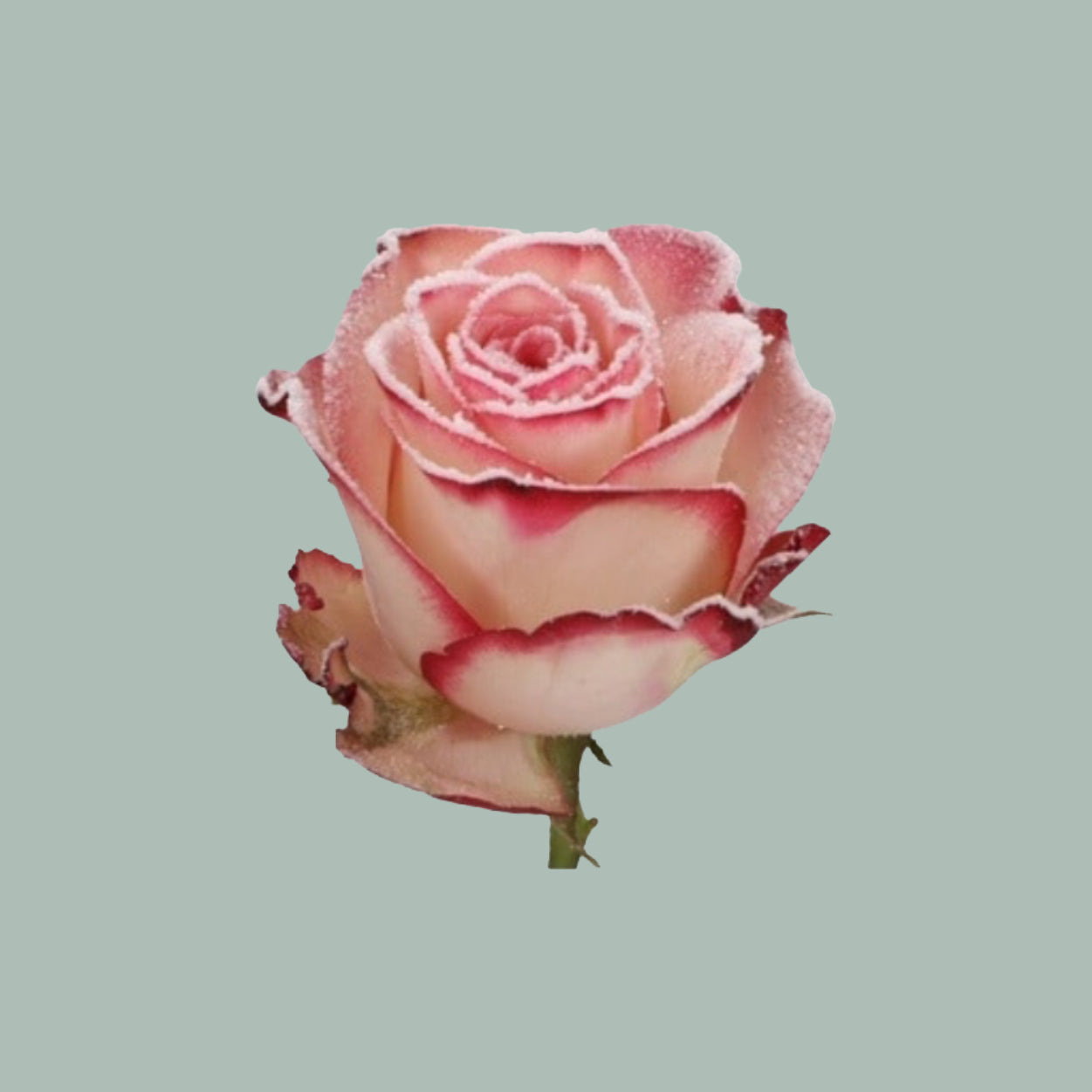 Rose Frost Paloma (20 Stems)