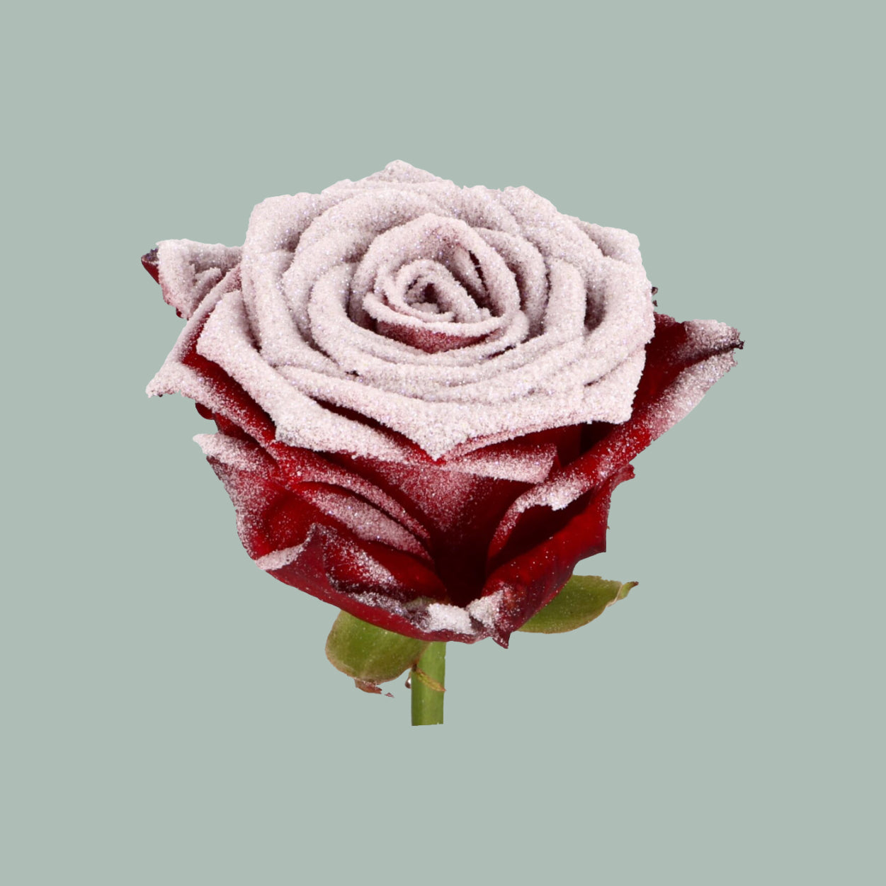 Rose Frost Red Naomi (20 Stems)