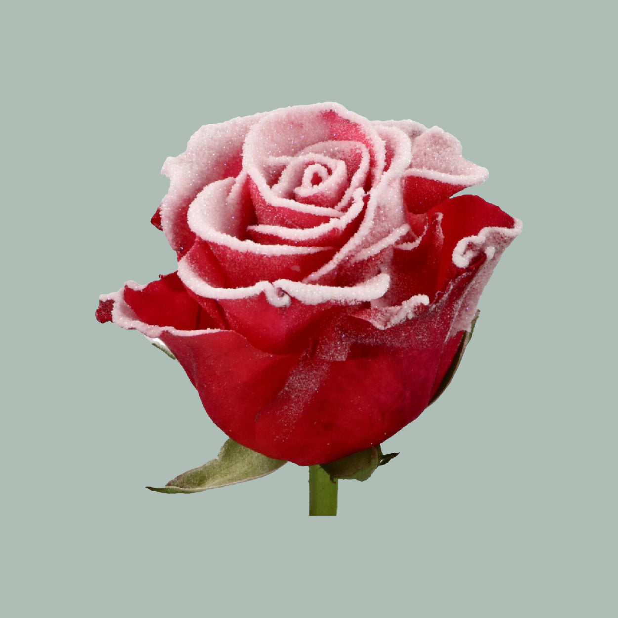 Rose Frost Tacazzi (20 Stems)