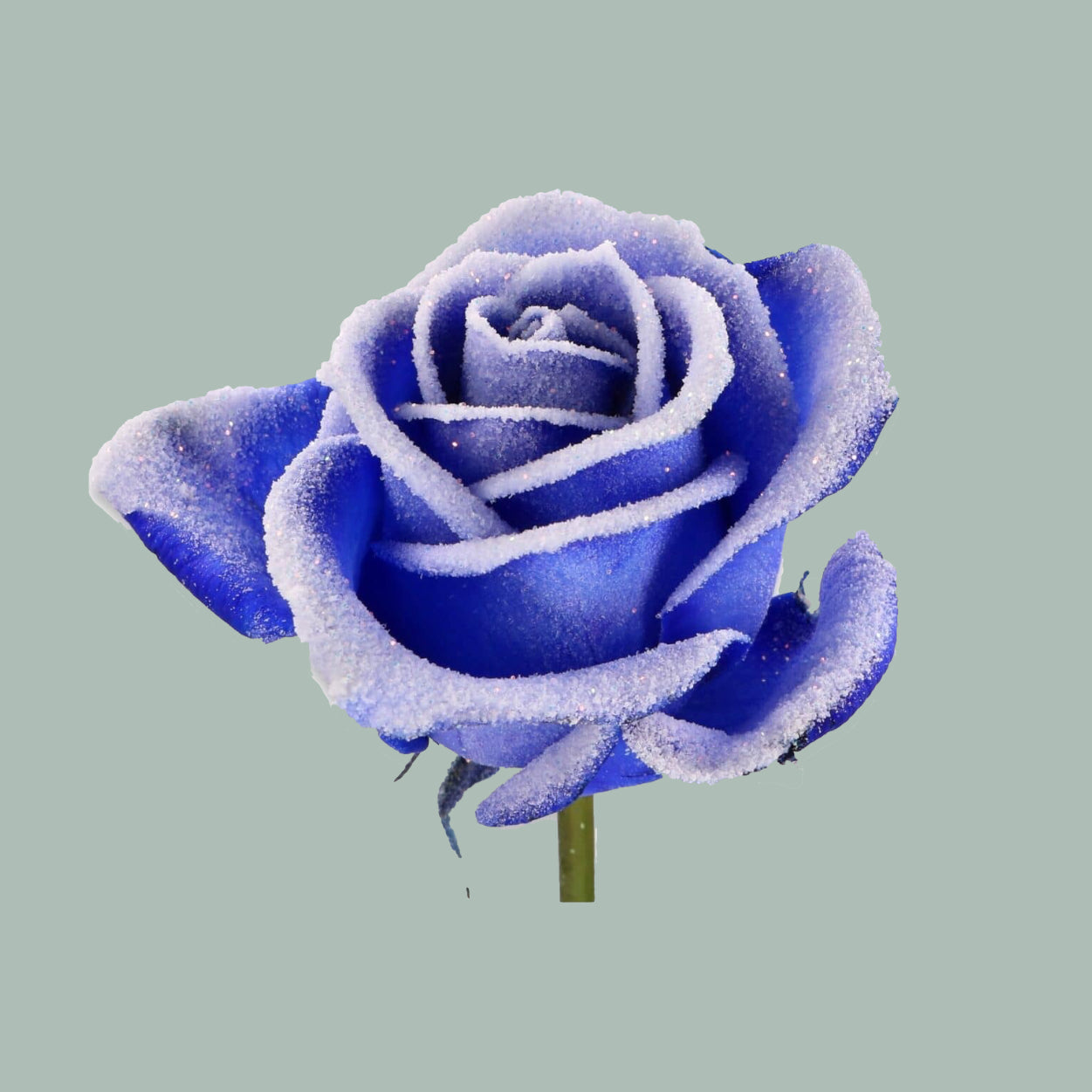 Rose Frost Vendela Blue (20 Stems)