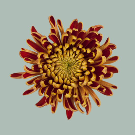 Chrysanthemum G Fuego (10 Stems)
