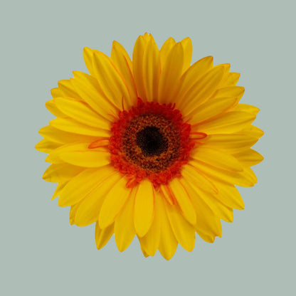 Gerbera Apollo (15 Stems)