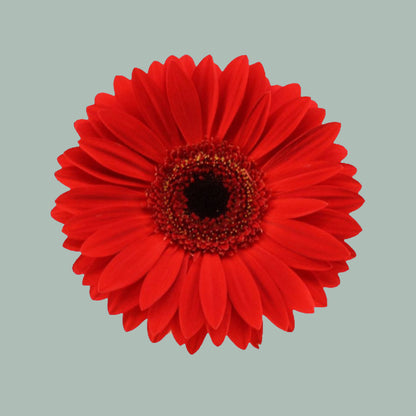 Gerbera El Mundo (15 Stems)