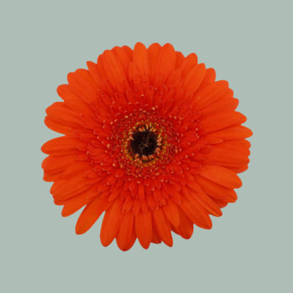 Gerbera Candela (15 Stems)