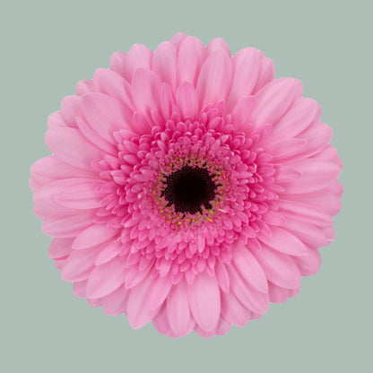 Gerbera Mozart (15 Stems)