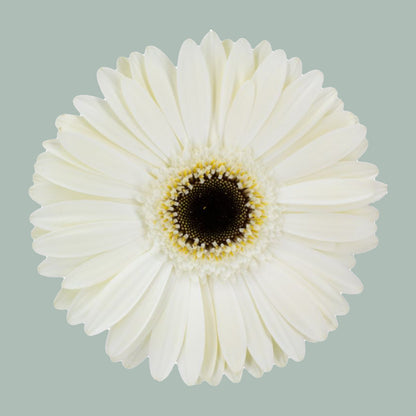 Gerbera White House (15 Stems)