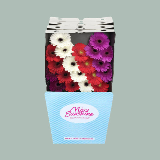 Germini Dream Mix Christmas (60 Stems)