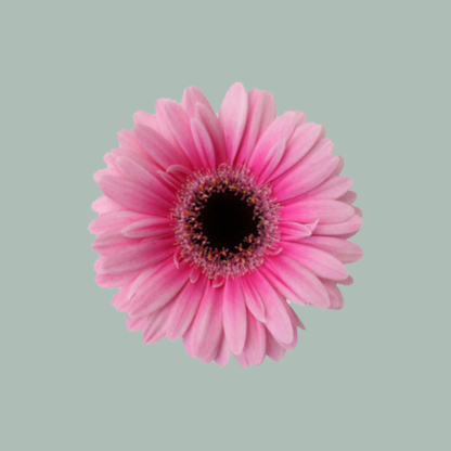 Germini Clarise (20 Stems)