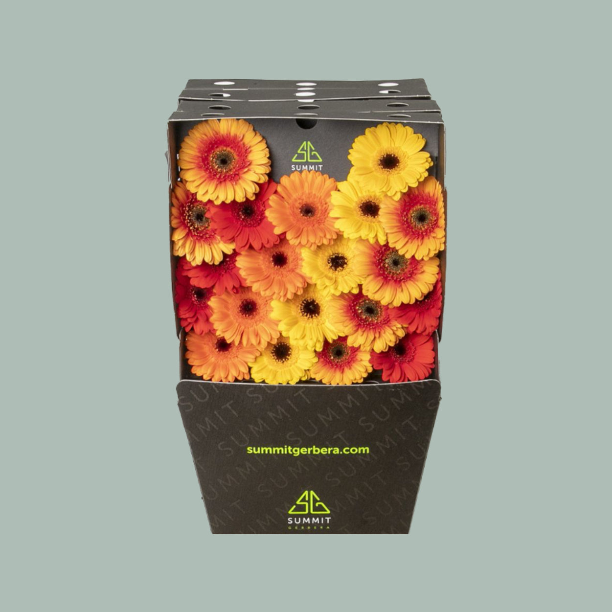 Germini Orange Mix (60 Stems) – All Occasions Wholesale