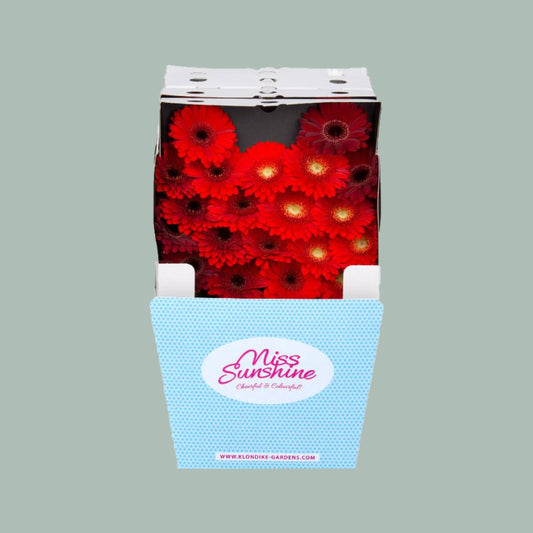 Germini Dream Mix Red (60 Stems)