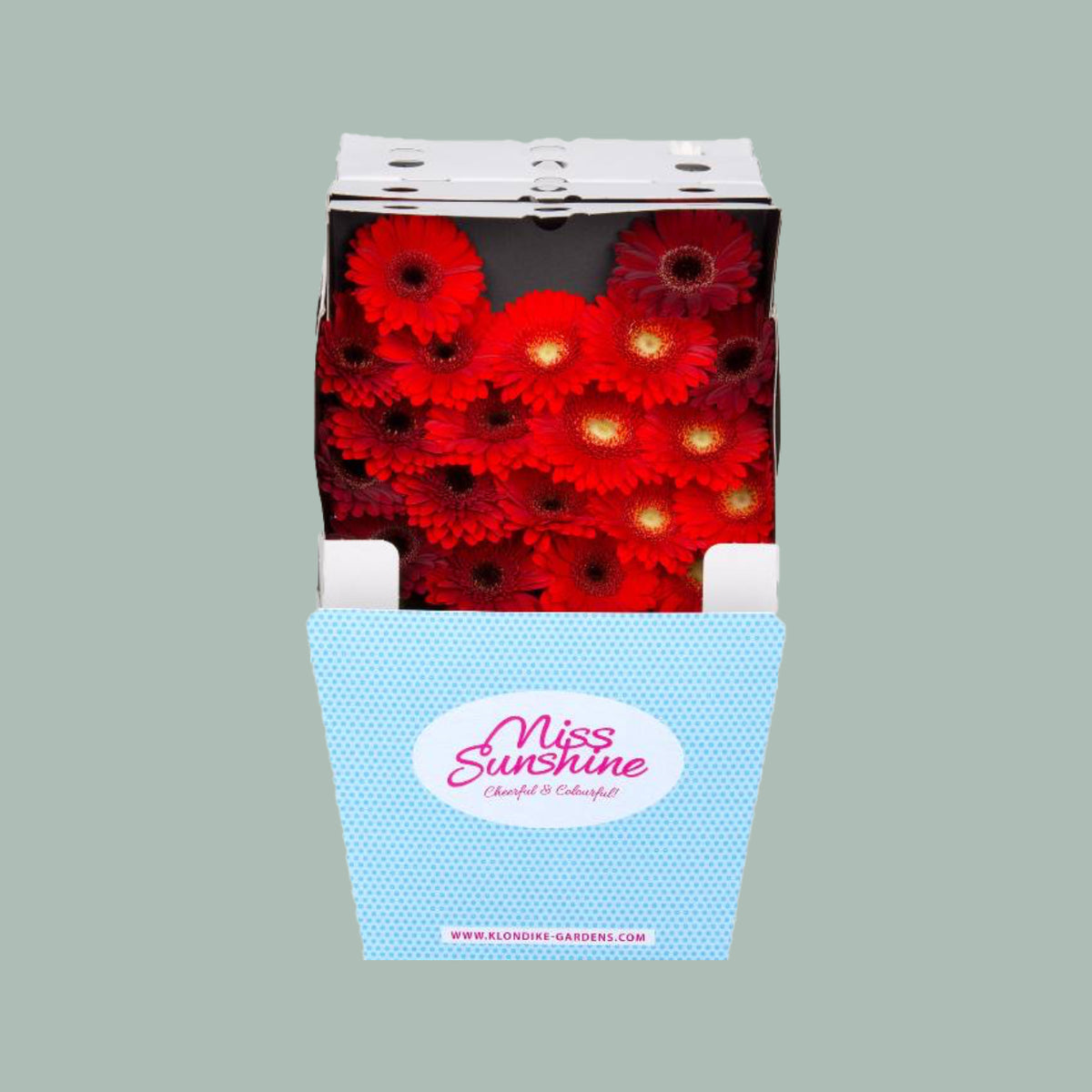 Germini Dream Mix Red