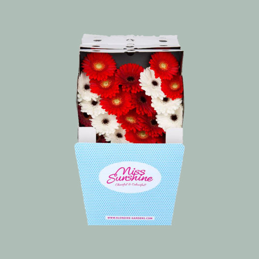 Germini Dream Mix Red/White (60 Stems)
