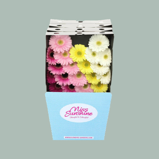 Germini Dream Mix Sweet Dream (60 Stems)