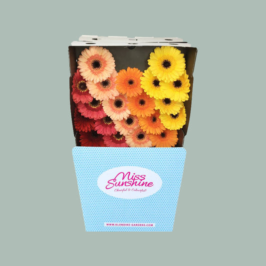 Germini Dream Mix Indian Summer (60 Stems)