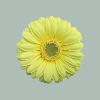 Germini Lemon Ice (20 Stems)