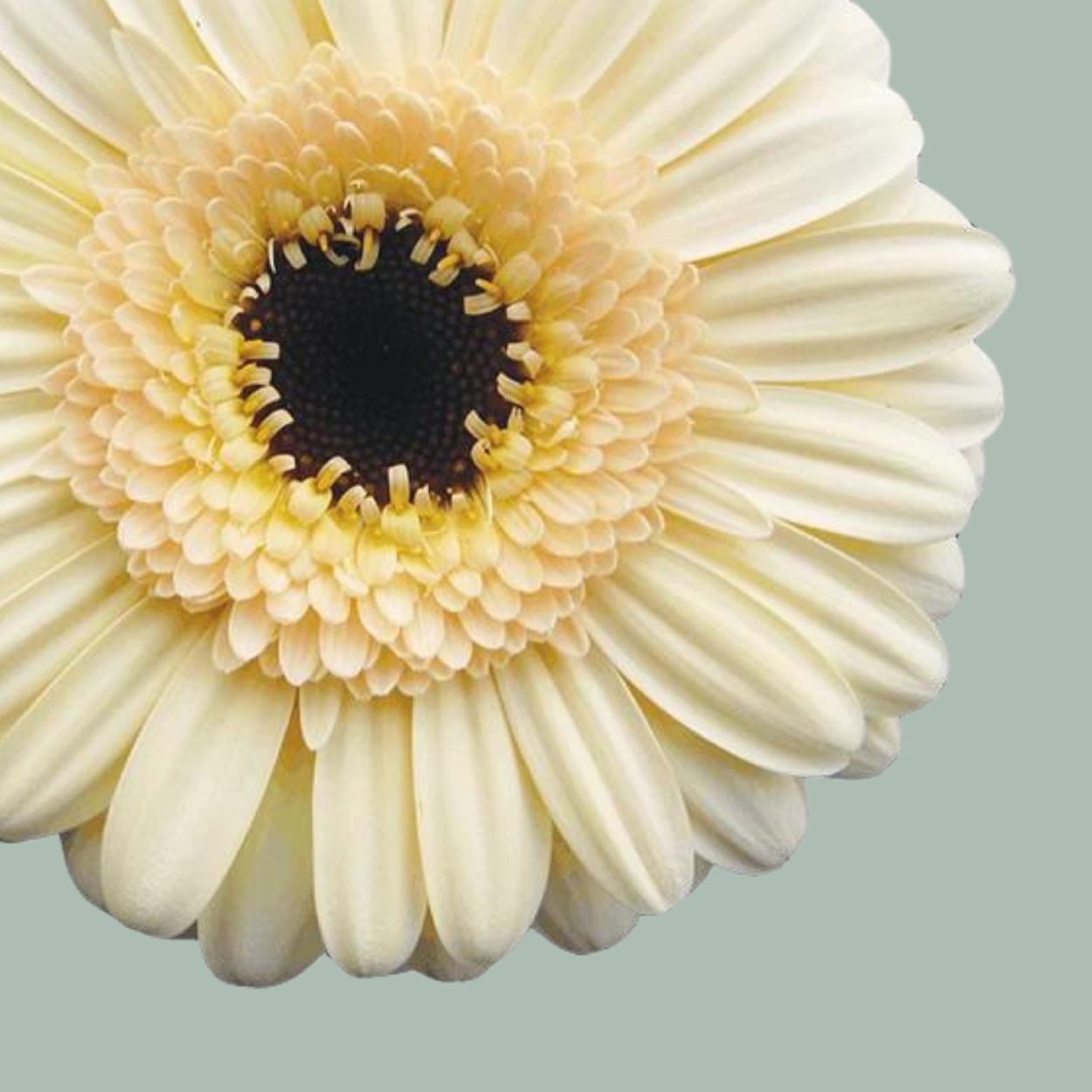 Germini Cafe (20 Stems) – All Occasions Wholesale