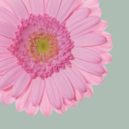 Germini Kimsey (20 Stems)