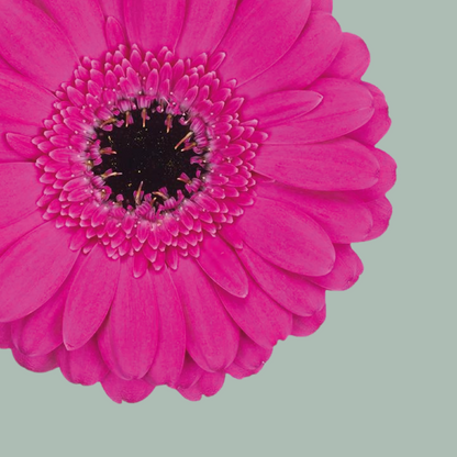 Germini Anna (20 Stems)