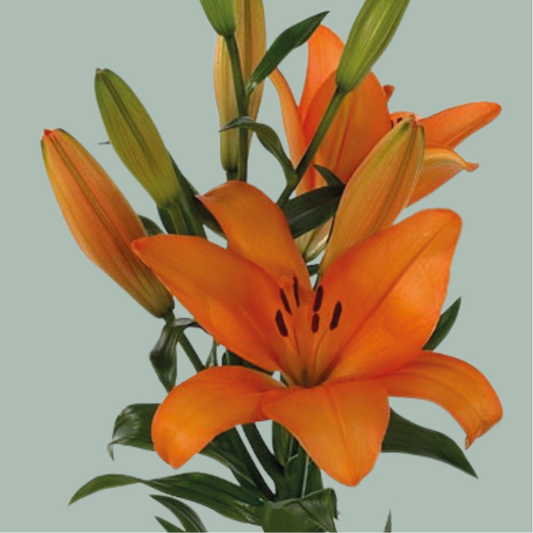 Lily LA Honesty (10 Stems)