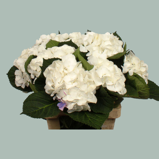 Hydrangea Schneeball (20 Stems)