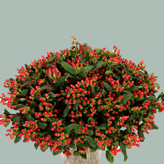 Hypericum Coco Diablo (10 Stems)