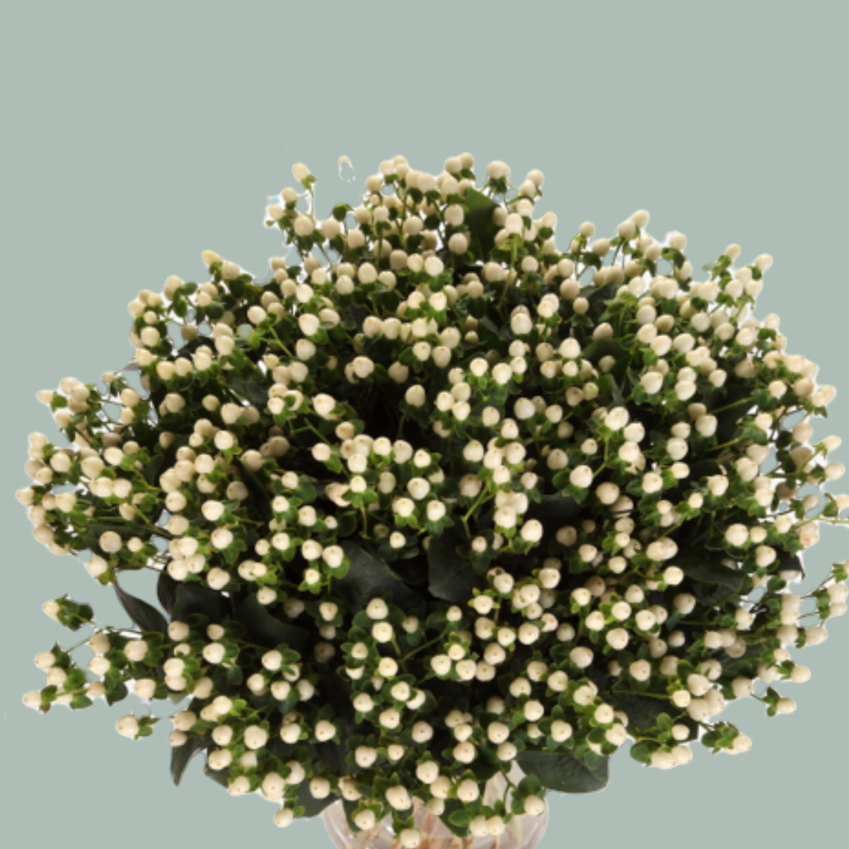 Hypericum Coco Rio Hypericum Coco Uno (30 Stems) – All Occasions Wholesale