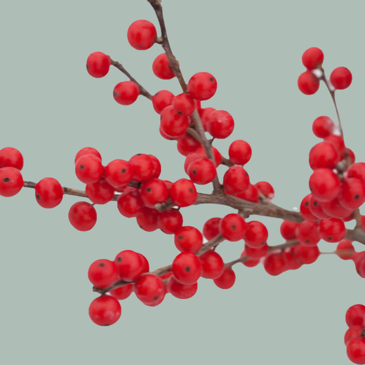Ilex (20 Stems)