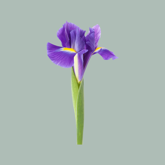 Iris Blue Magic (50 Stems)