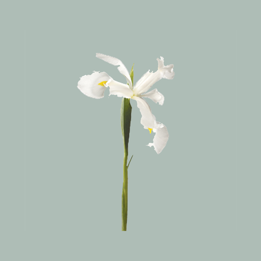 Iris Casablanca (50 Stems)