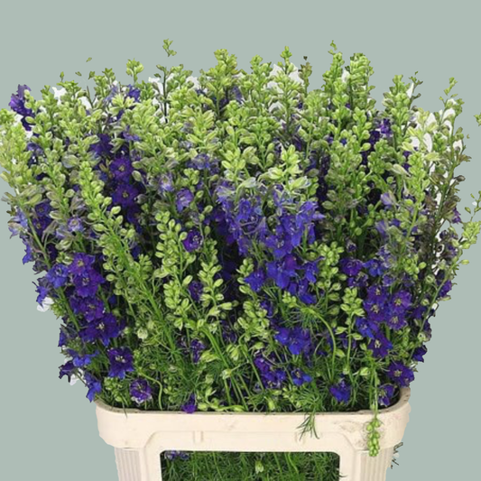 Larkspur Blue (10 Stems)