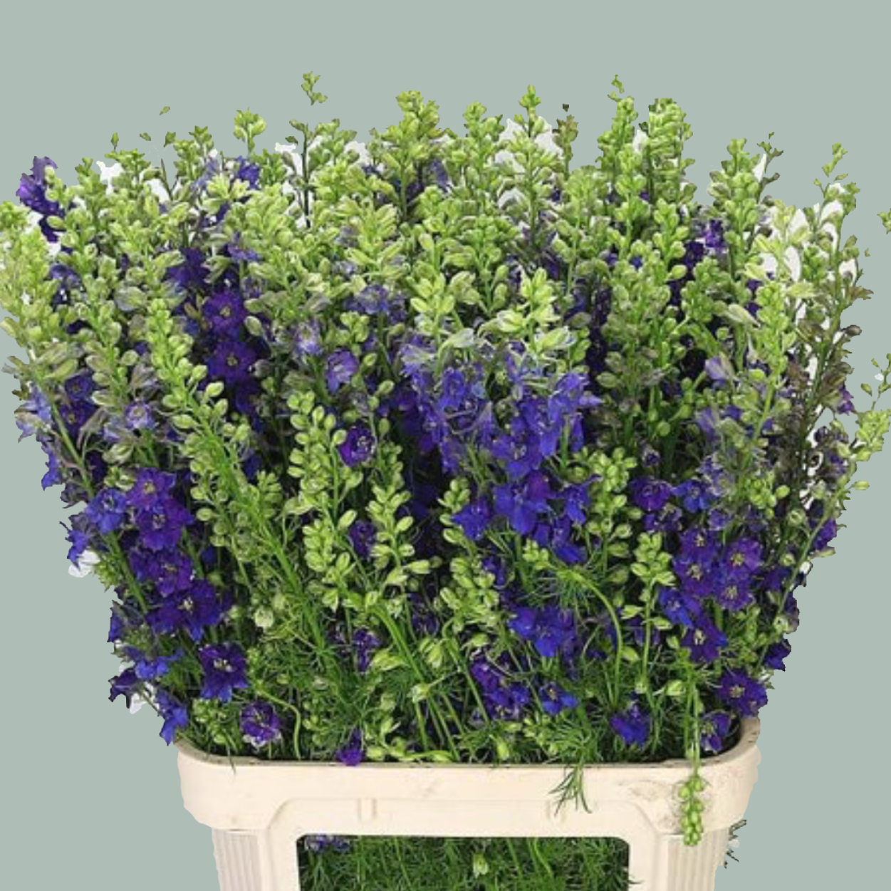 Blue Larkspur (Qis Dark Blue) – 70cm Stems